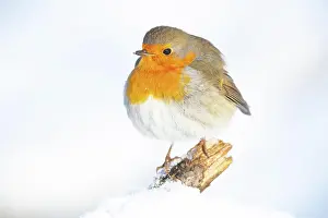 Flycatcher: VALUE!