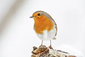 Flycatcher: VALUE!