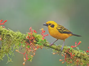 Tanagers: VALUE!