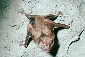 Desmodus: VAMPIRE BAT