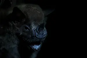 Selva: Vampire Bat