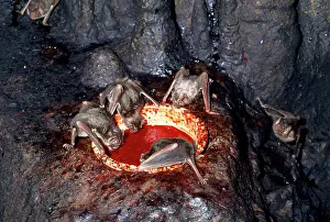 Desmodus: Vampire Bat - drinking blood