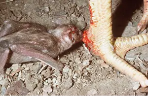 Sinister: Vampire Bat - drinking blood from chicken leg. Periodical