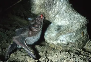 Sinister: VAMPIRE BAT - drinking blood from donkey fetlock