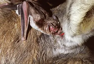 Rungnapa Sasitorn: Vampire Bat - feeding on a donkey