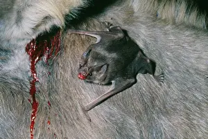 Sinister: Vampire BAT - feeding, drinking blood from Donkey