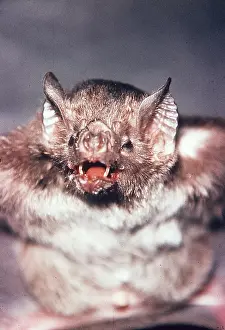 Rungnapa Sasitorn: Vampire BAT - with mouth open. Periodical ecto parasite