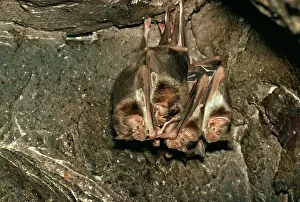 Vampire: VAMPIRE BATS - Roost in cave. Periodical ecto parasite
