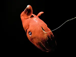 Vampire: Vampire Squid