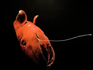 Vampire: Vampire Squid