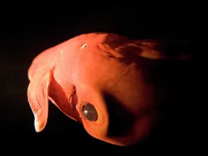 Vampire: Vampire Squid