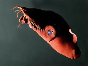 Vampire: Vampire Squid