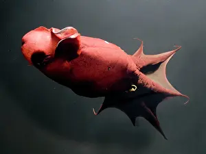 Vampire: Vampire Squid