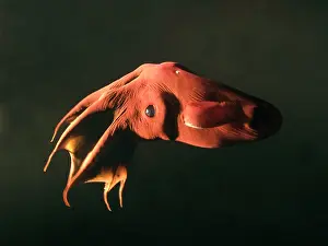 Vampire Squid