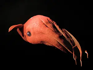 Vampire: Vampire Squid