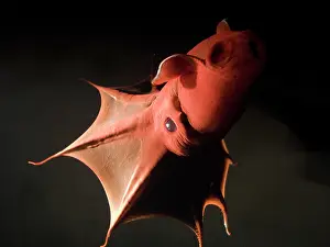Vampire: Vampire Squid