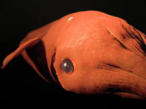 Vampire: Vampire Squid - Close-up of eye