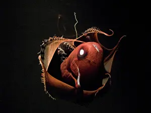 Vampire: Vampire Squid - going into 'pineappleI defense