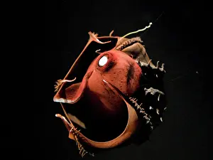 Vampire: Vampire Squid - going into 'pineappleI defense