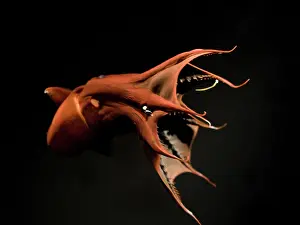 Vampire: Vampire Squid - going into 'pineappleI defense posture