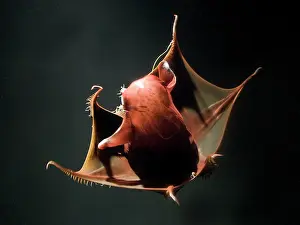 Vampire: Vampire Squid - going into 'pineappleI defense posture