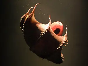 Vampire: Vampire Squid - going into 'pineappleI defense posture