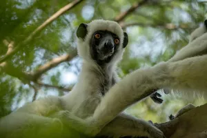 Propithecus: Van der Decken Sifaka Von der Decken's sifaka (Propithecus