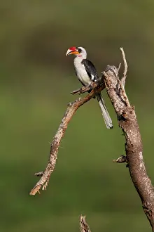 Tockus: Van der Decken's Hornbill