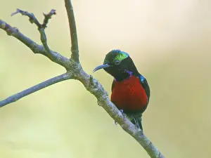 Malaysia: Van Hasselt's sunbird Leptocoma brasiliana Sabah