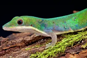 Phelsuma: Van Heygen's daygecko (Phelsuma vanheygeni) was
