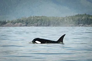 Orcinus: Vancouver Island, Clayoquot Sound. Orca