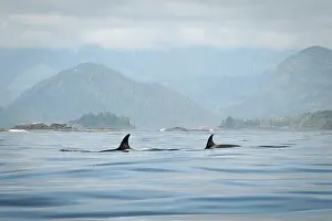 Orcinus: Vancouver Island, Clayoquot Sound. Orcas