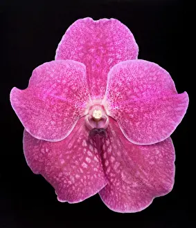 Vanda: Vanda Orchid