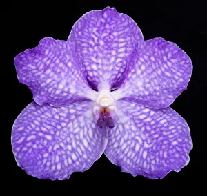 Vanda: Vanda Orchid