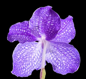 Vanda: Vanda Orchid - Back view of the flower