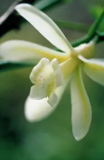 Planifolia: Vanilla