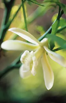 Planifolia: Vanilla