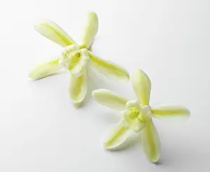 Planifolia: Vanilla