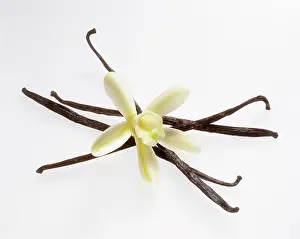 Planifolia: Vanilla