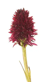 Wildorchid: Vanilla orchid or black orchid (Nigritella nigra)