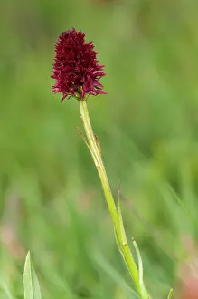 Orchids: Vanilla orchid or black orchid (Nigritella nigra)