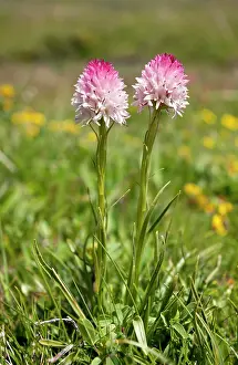 Mycorrhizal: Vanilla Orchid - on the Col d'Allos