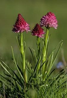 Cornel: A Vanilla Orchid, Gymnadenia nigra subsp. cornel
