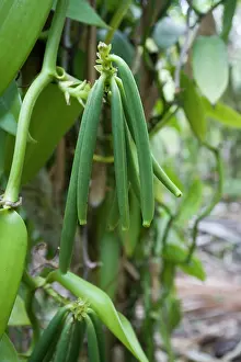 Vanilla: Vanilla plant