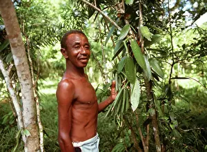Vanilla: VANILLA PLANTATION - Crop and farmer