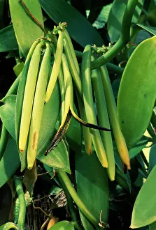 Vanilla: VANILLA PODS