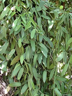 Flavoring: Vanilla vine and pods