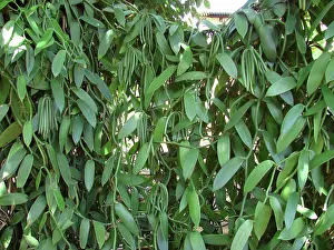 Flavoring: Vanilla vine and pods, Zanzibar