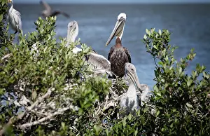 Vanishing: Vanishing Barrier Islands