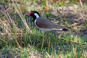 Oiseau: Vanneau indien